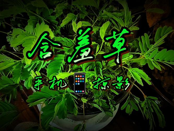 苍苍影院在线观看免费高清电影电视剧大全 - 最新影视资源推荐